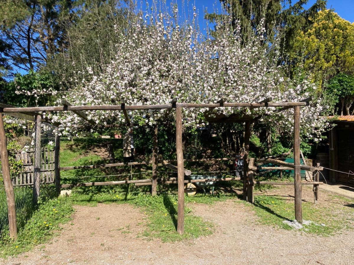 Podere Delle Rose Torre San Severo Екстер'єр фото